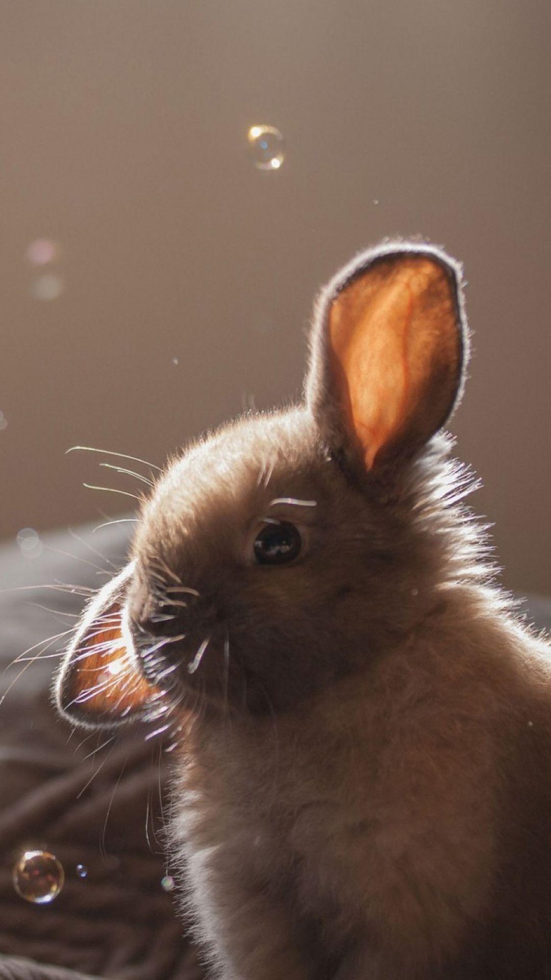 Cute Bunny Soap Bubbles iPhone 6 wallpaper. ANIMALS