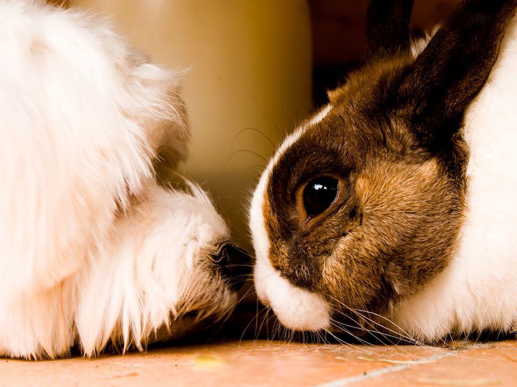 E. cuniculi from rabbit to dog?. Worms & Germs Blog