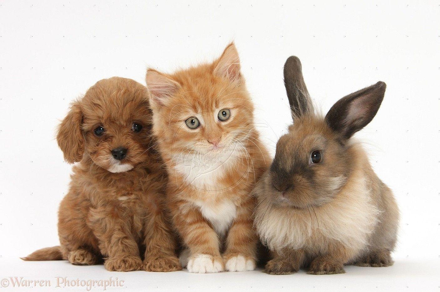 Cool Puppies And Kittens And Bunnies Together And Also Cute