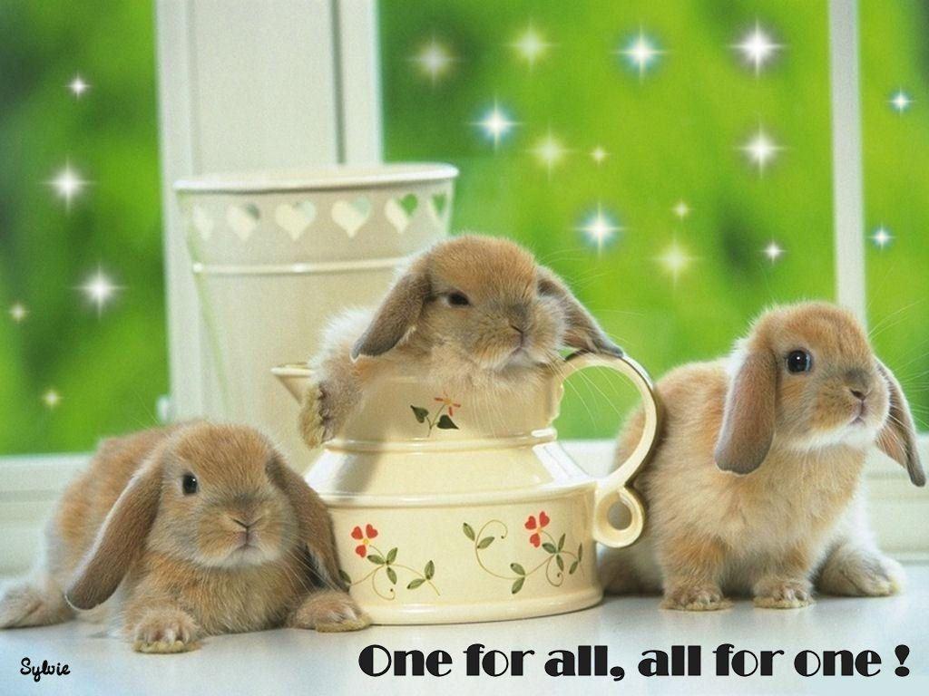 Cute Bunnies 3 Musketeers One for all, all for one!. Animals
