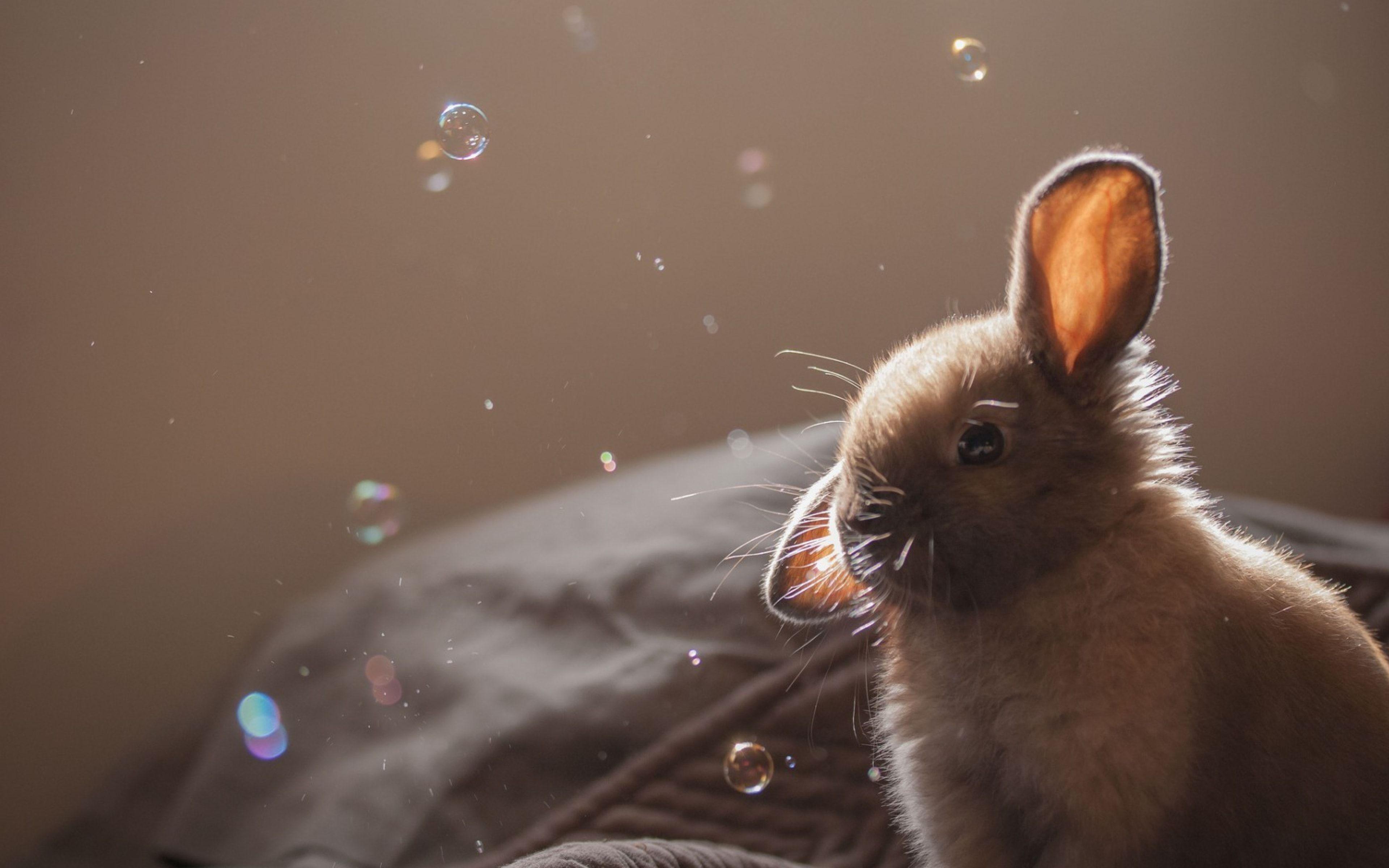 Cute rabbit Wallpaper and Free