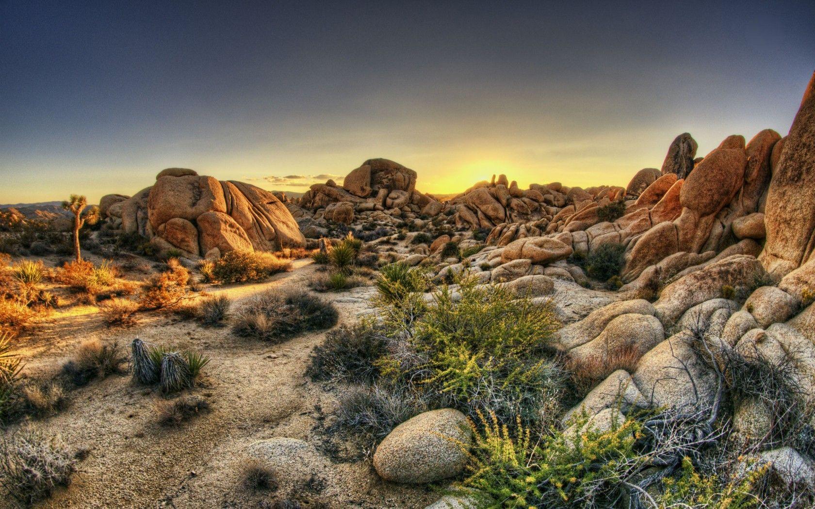 Joshua Tree National Park Wallpaper and Background Image