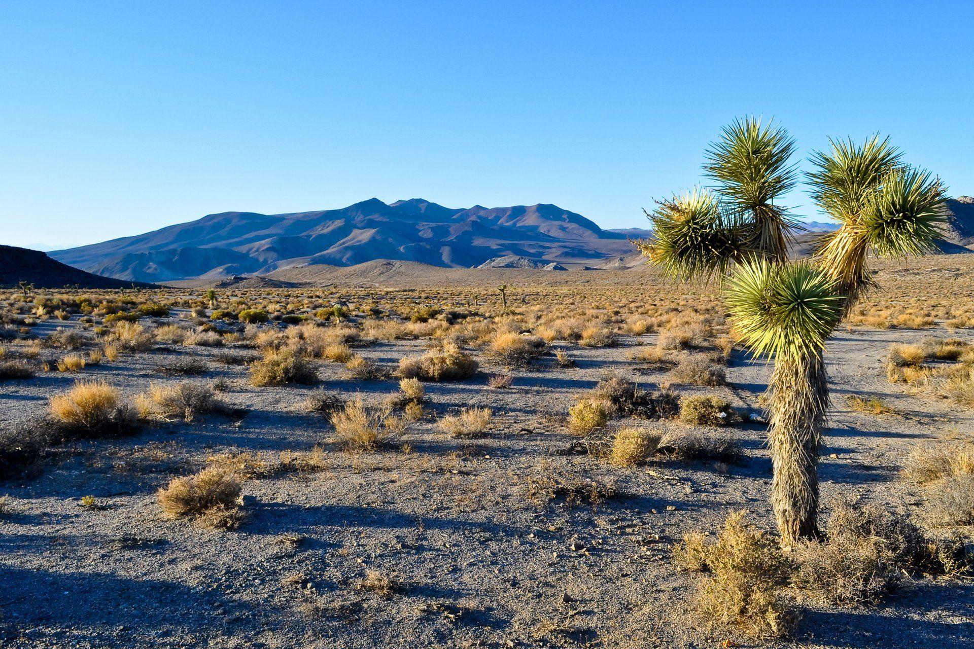 Joshua Tree National Park Wallpaper and Background Image