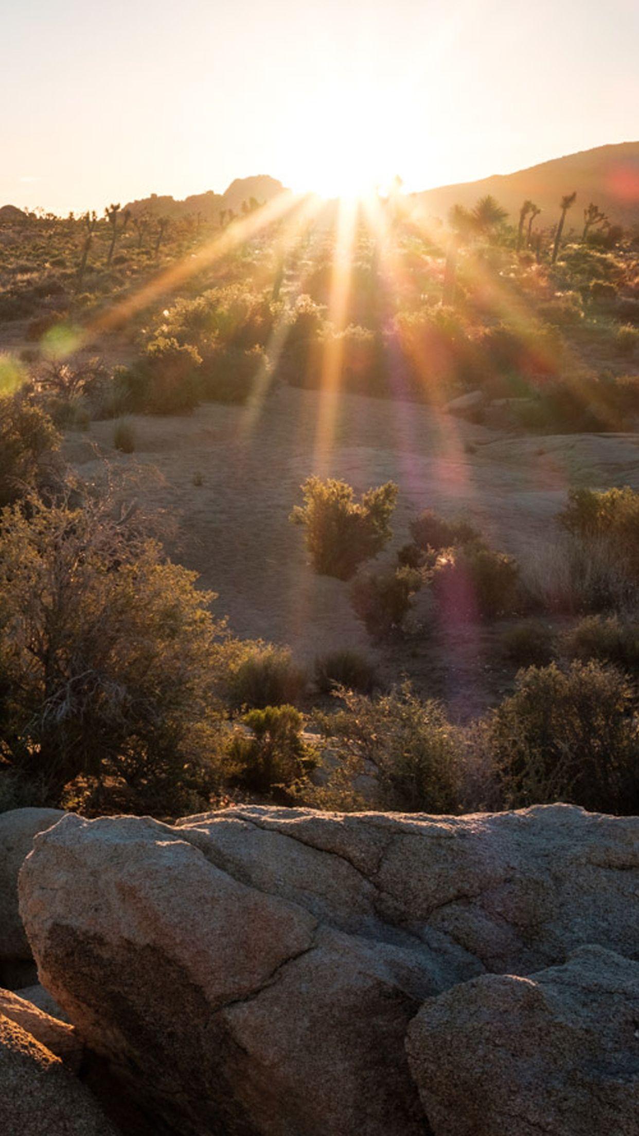 Free iPhone. Android Wallpaper: Joshua Tree Pack