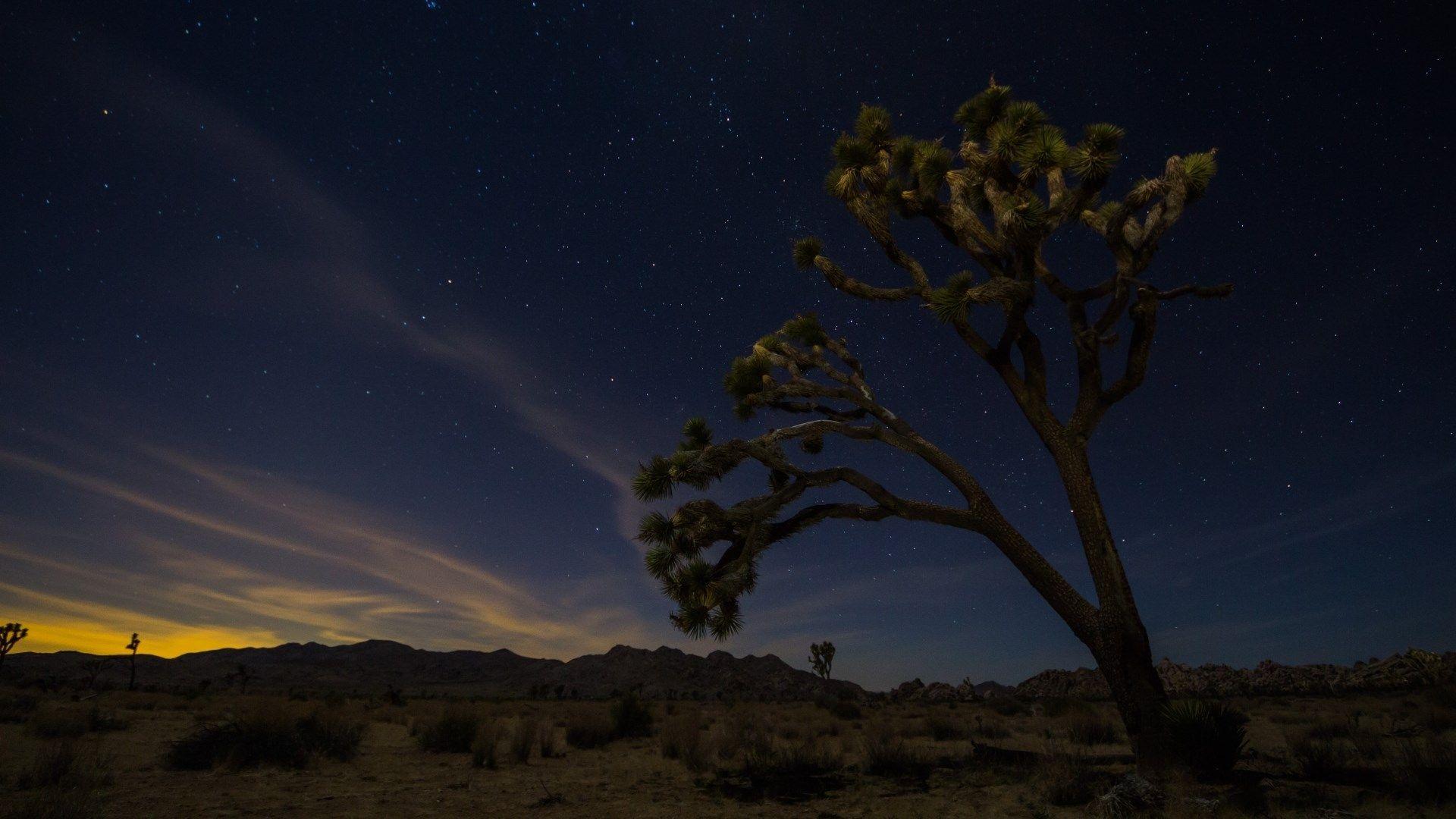 Joshua Tree Wallpapers - Wallpaper Cave