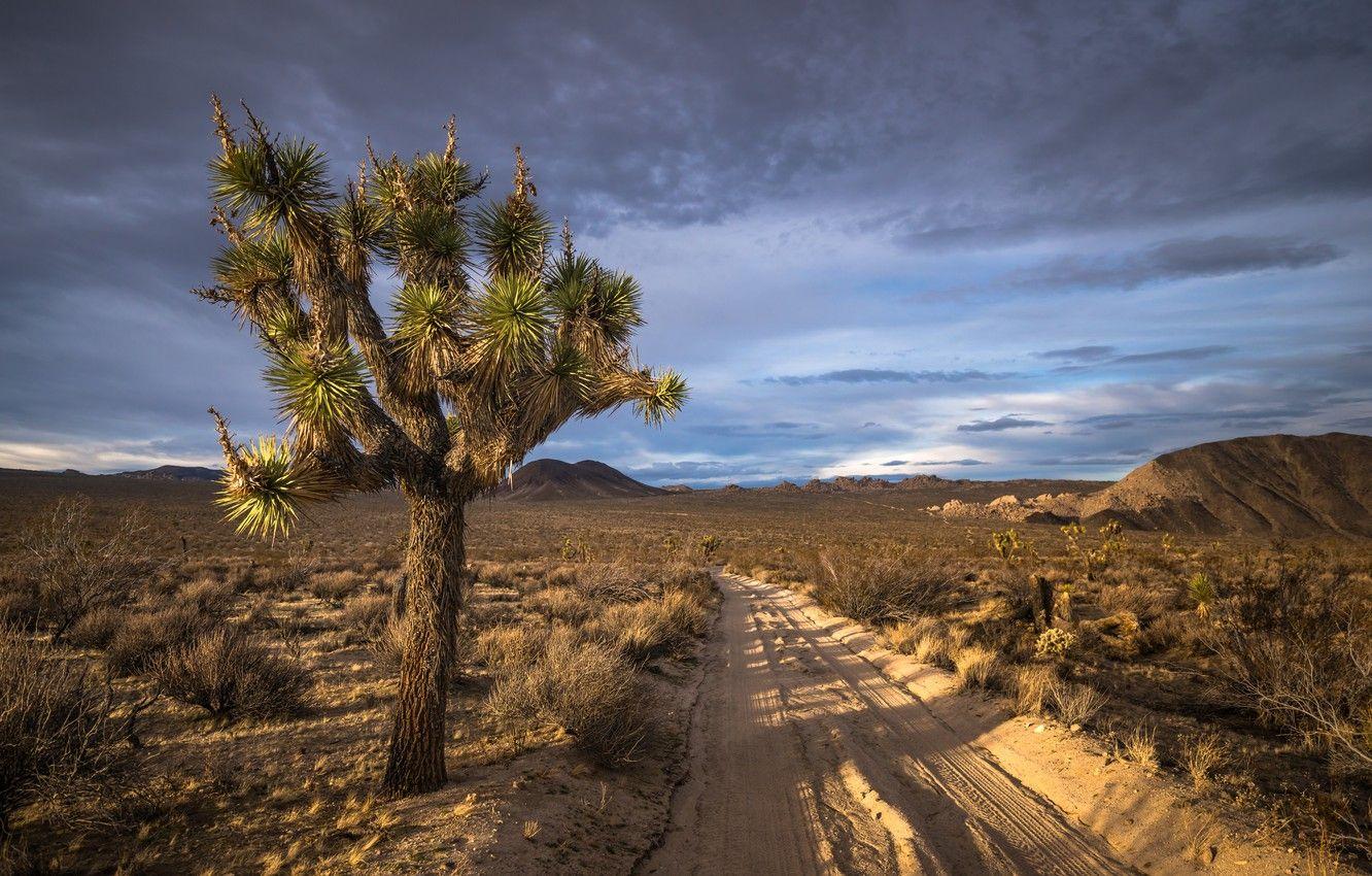 Joshua Tree Wallpapers - Wallpaper Cave