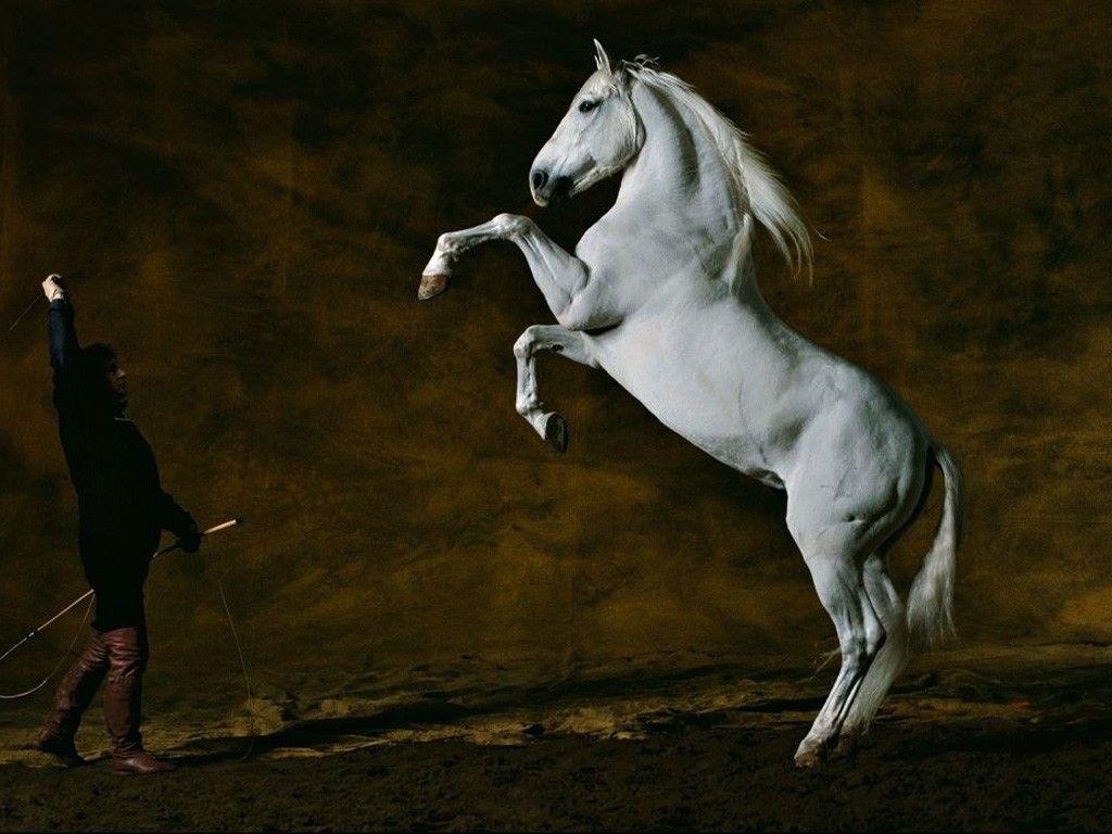 Hite Horse Rearing HD Wallpaper, Background Image