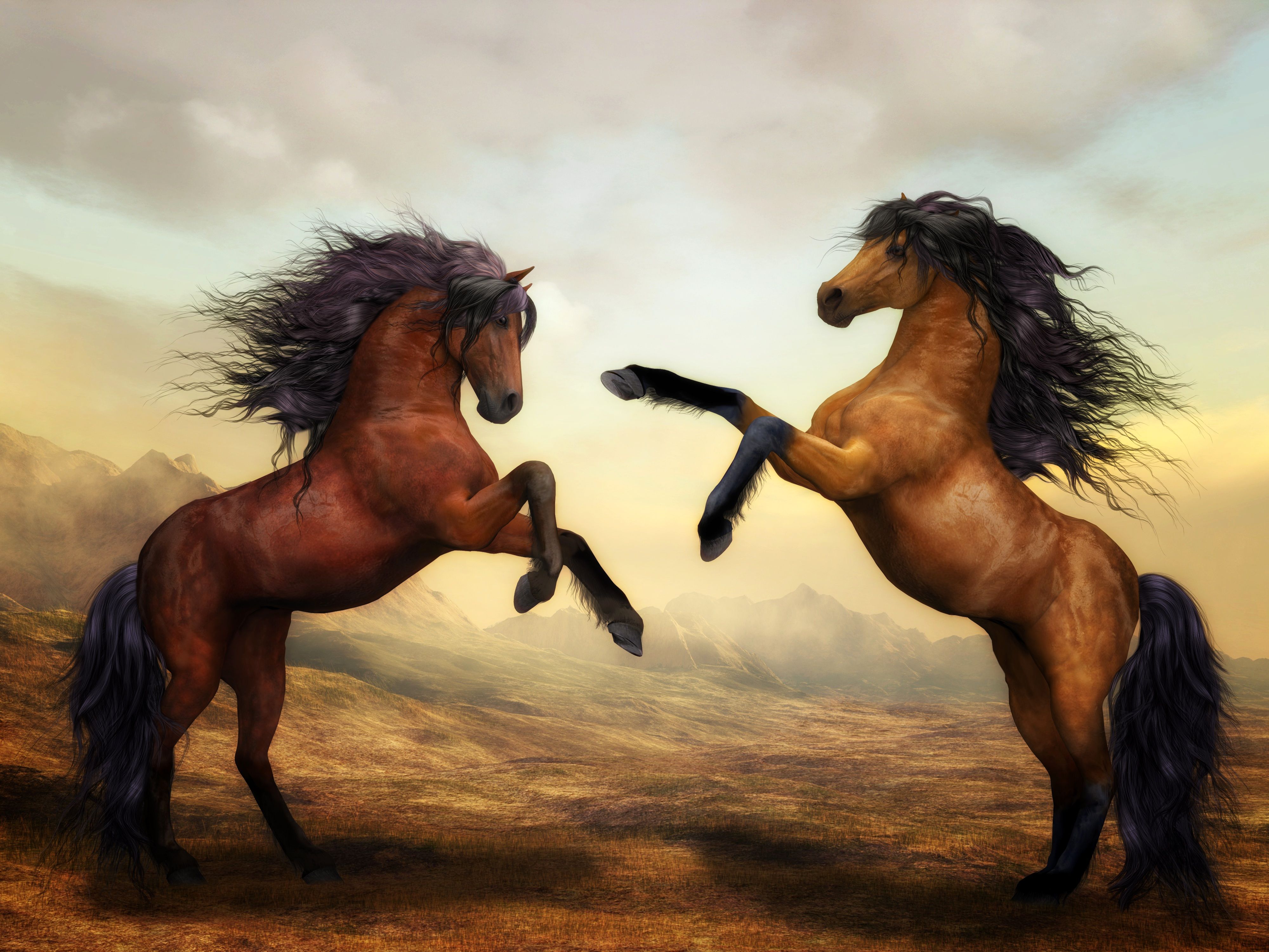 Horses Rearing at each other 4k Ultra HD Wallpaper. Background