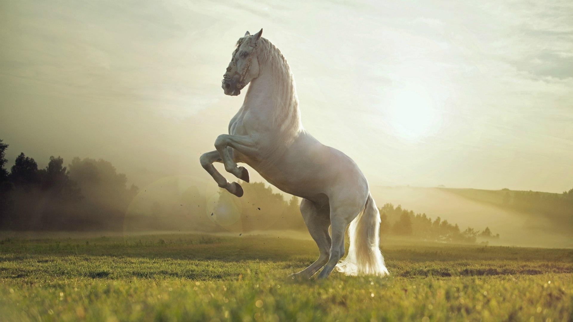 White horse reared wallpaper and image, picture, photo