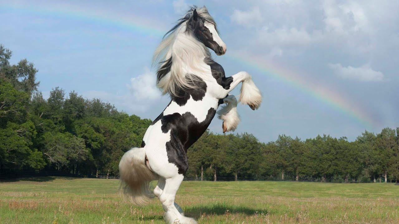 Latcho's Tamborine, Gypsy Vanner Horse stallion