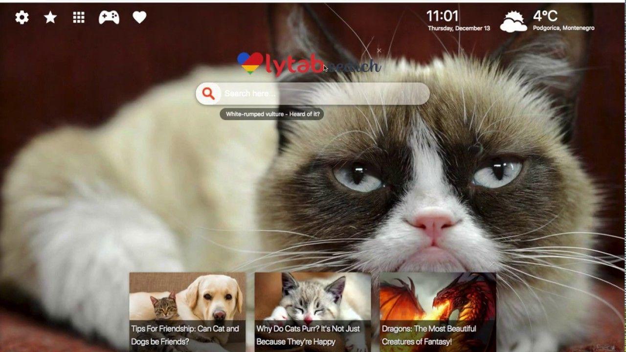 Grumpy Cat Wallpaper haven't forgot about you!