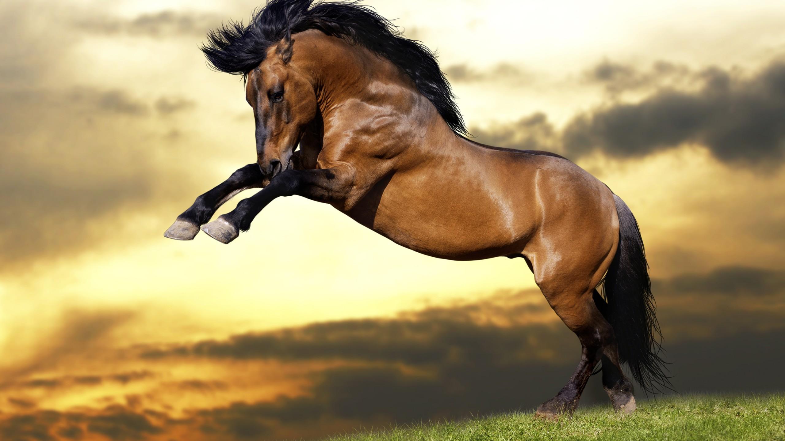 Beautiful brown horse with black mane reared wallpaper and image