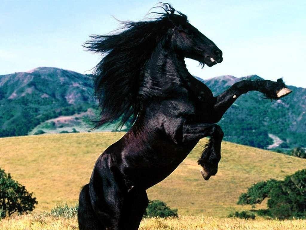 Black Horse rearing. God's Animals. Horses, Beautiful horses