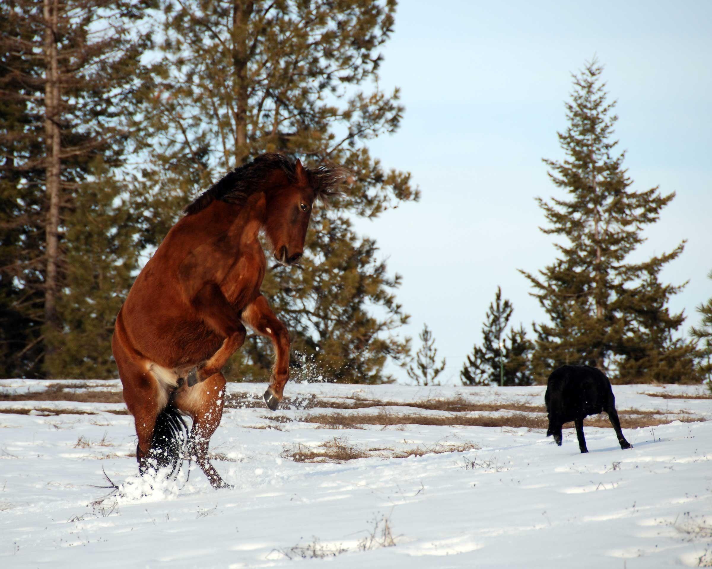 brown horse free image