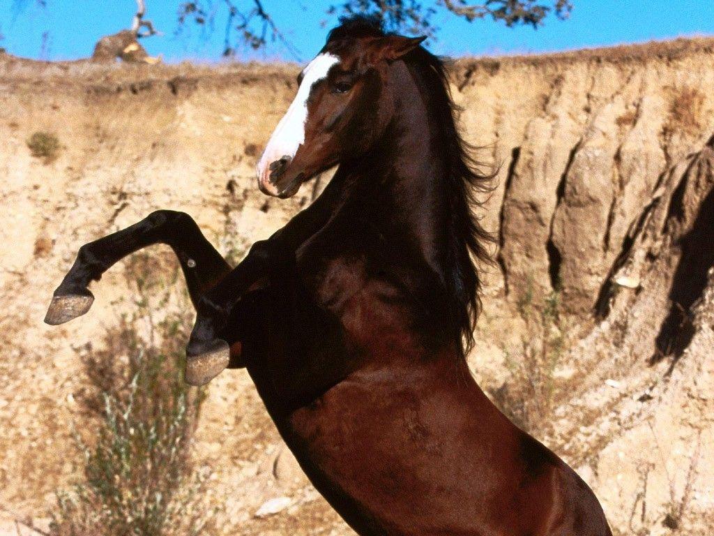 Horses: Horse Wild Mustang Stallion Ponies Nature Colts Horses
