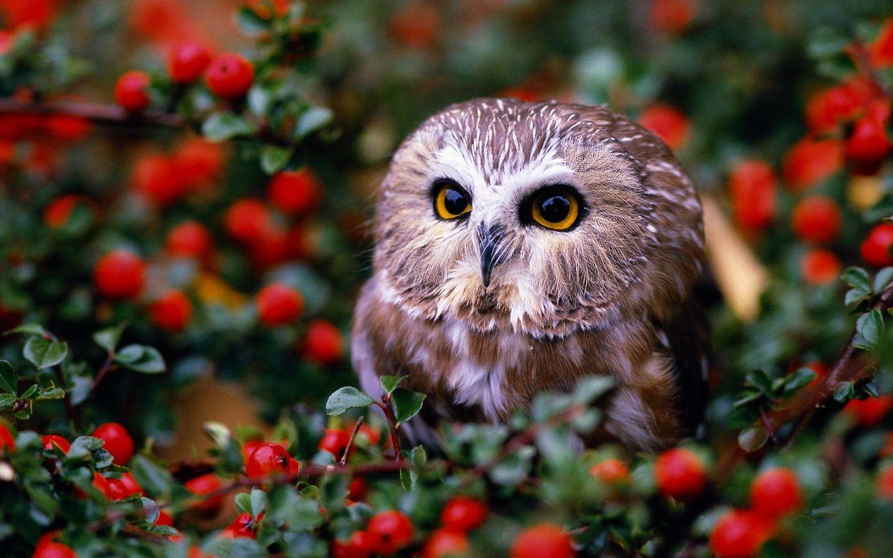 Flora and Fauna image Natural Slpendor HD wallpapers and backgrounds