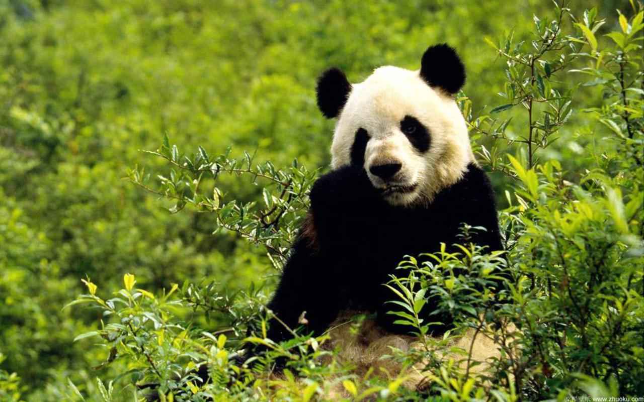 Save The Panda Bears!