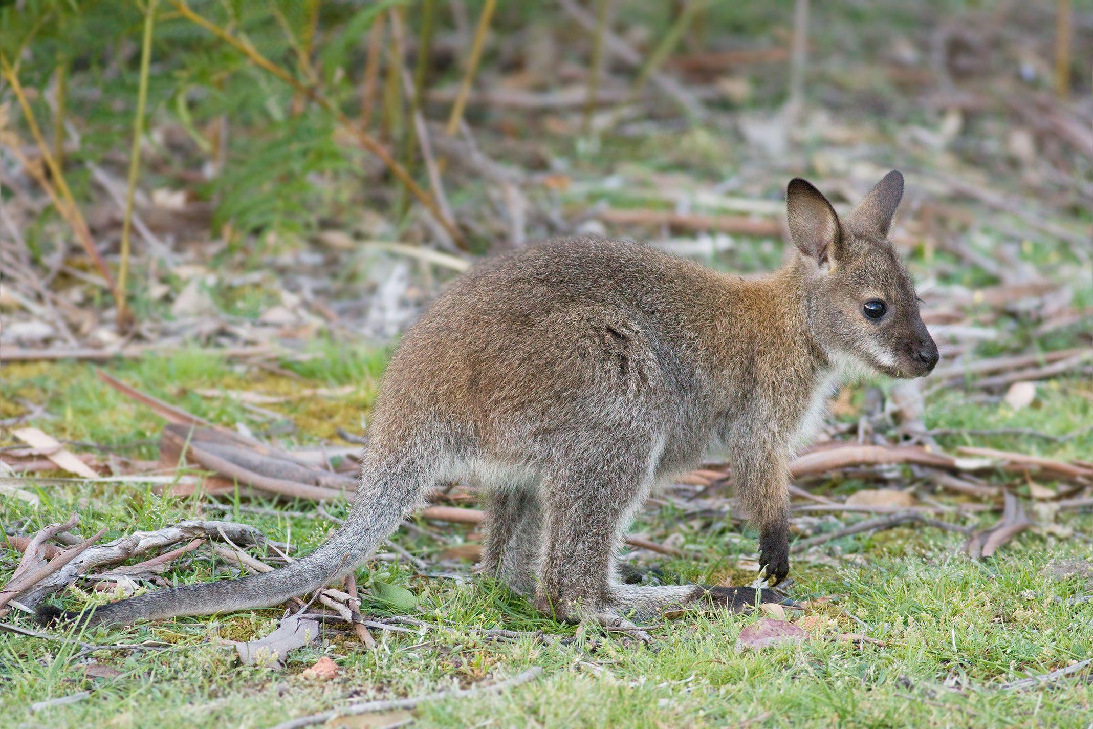 Fauna of Australia