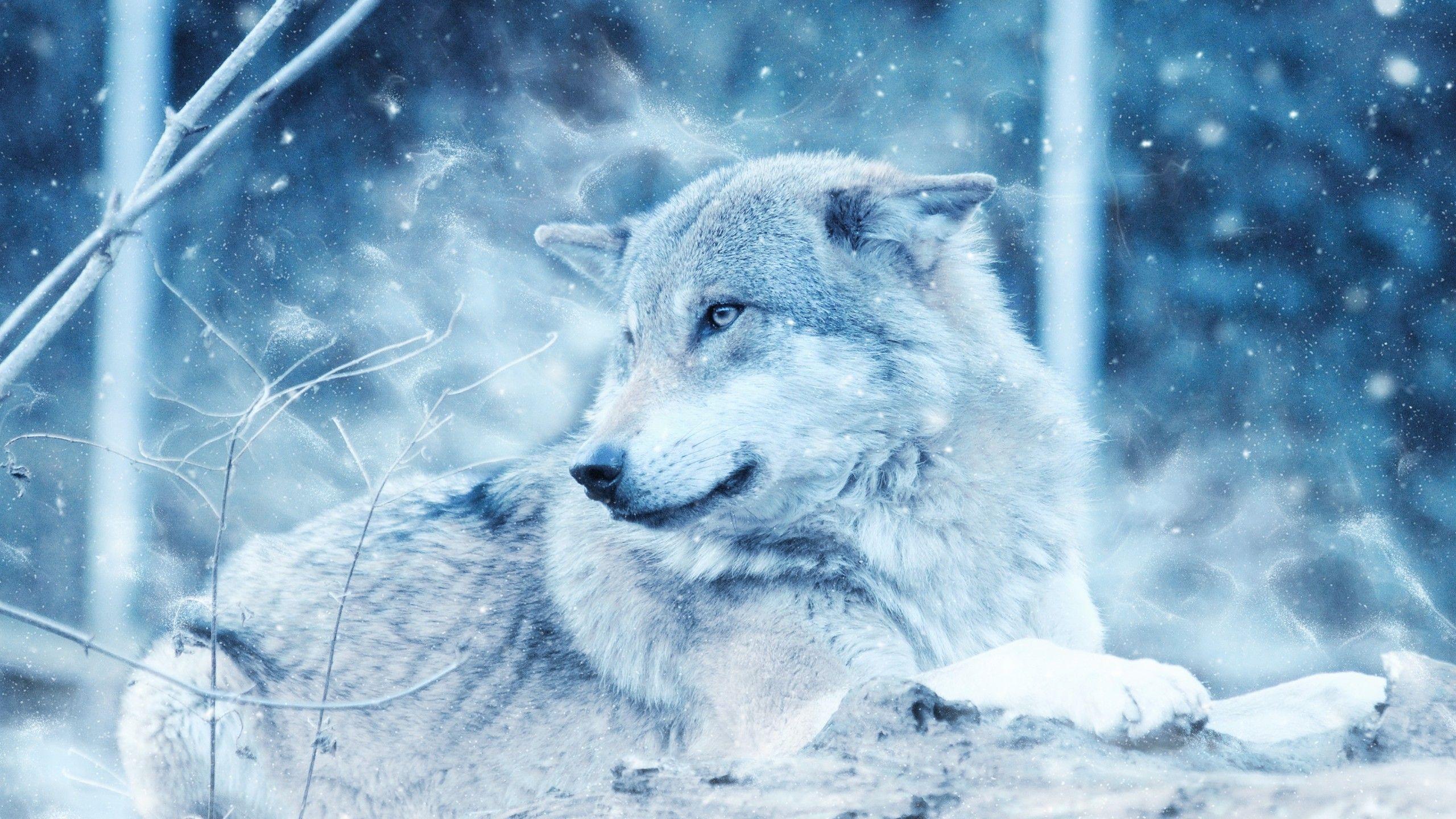 Wallpaper Wolf, Wild, Snow, Winter, Cold, HD, Animals