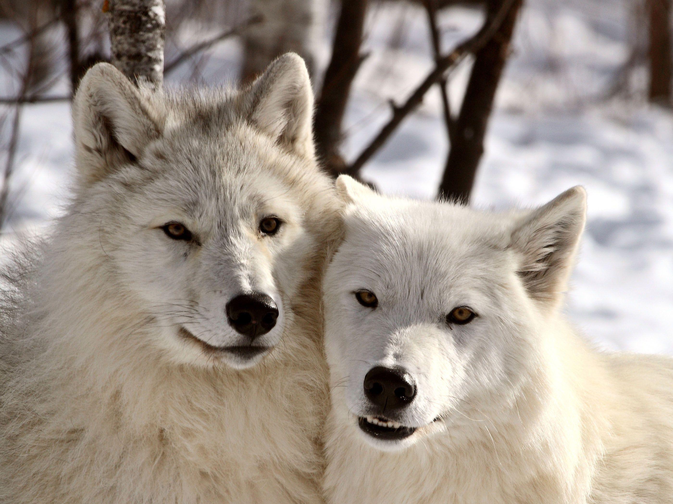 Arctic Wolf Wallpaper and Background Image