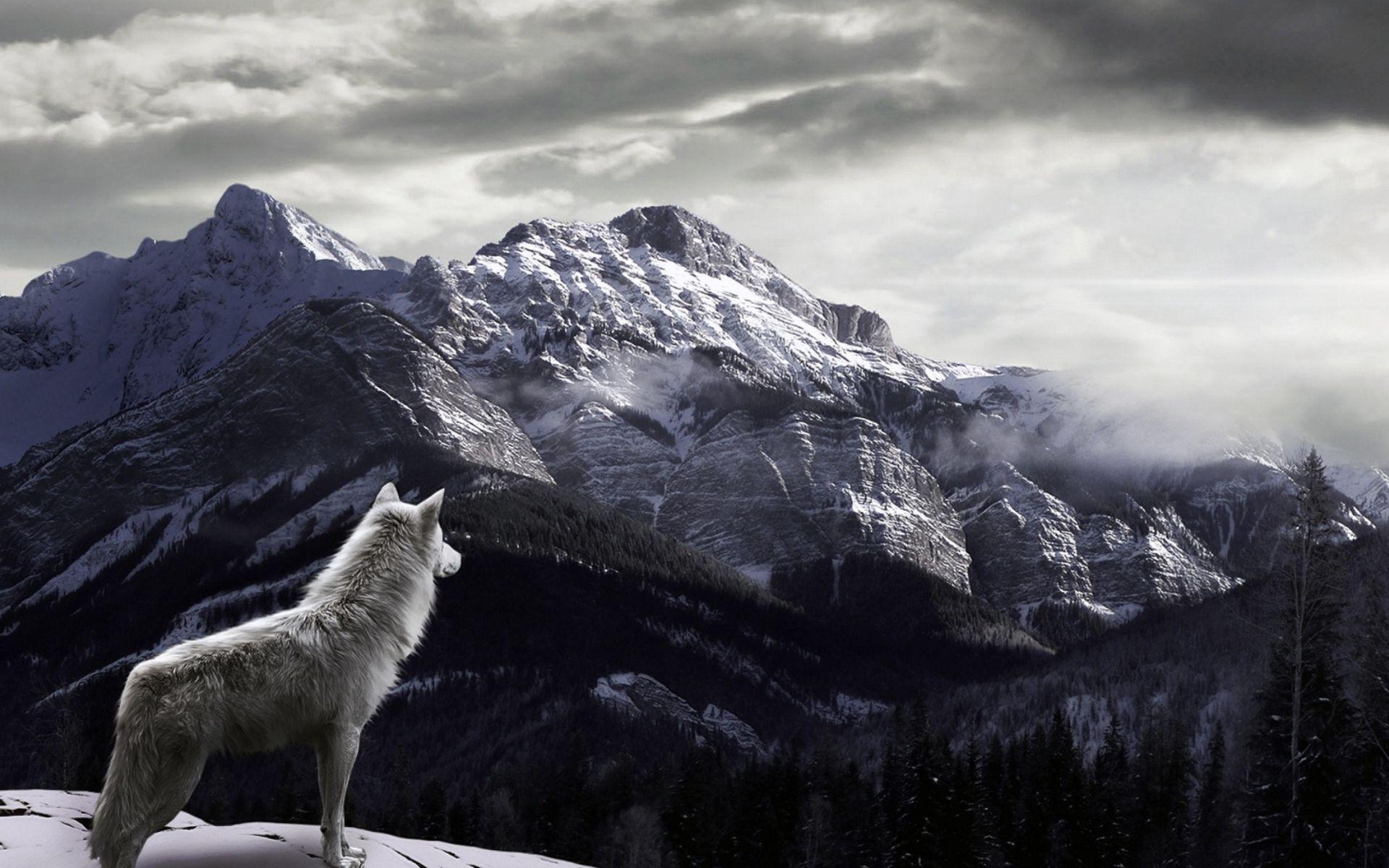 White Wolf Wallpaper iPhone with HD Deskx1200 px 772.66 KB
