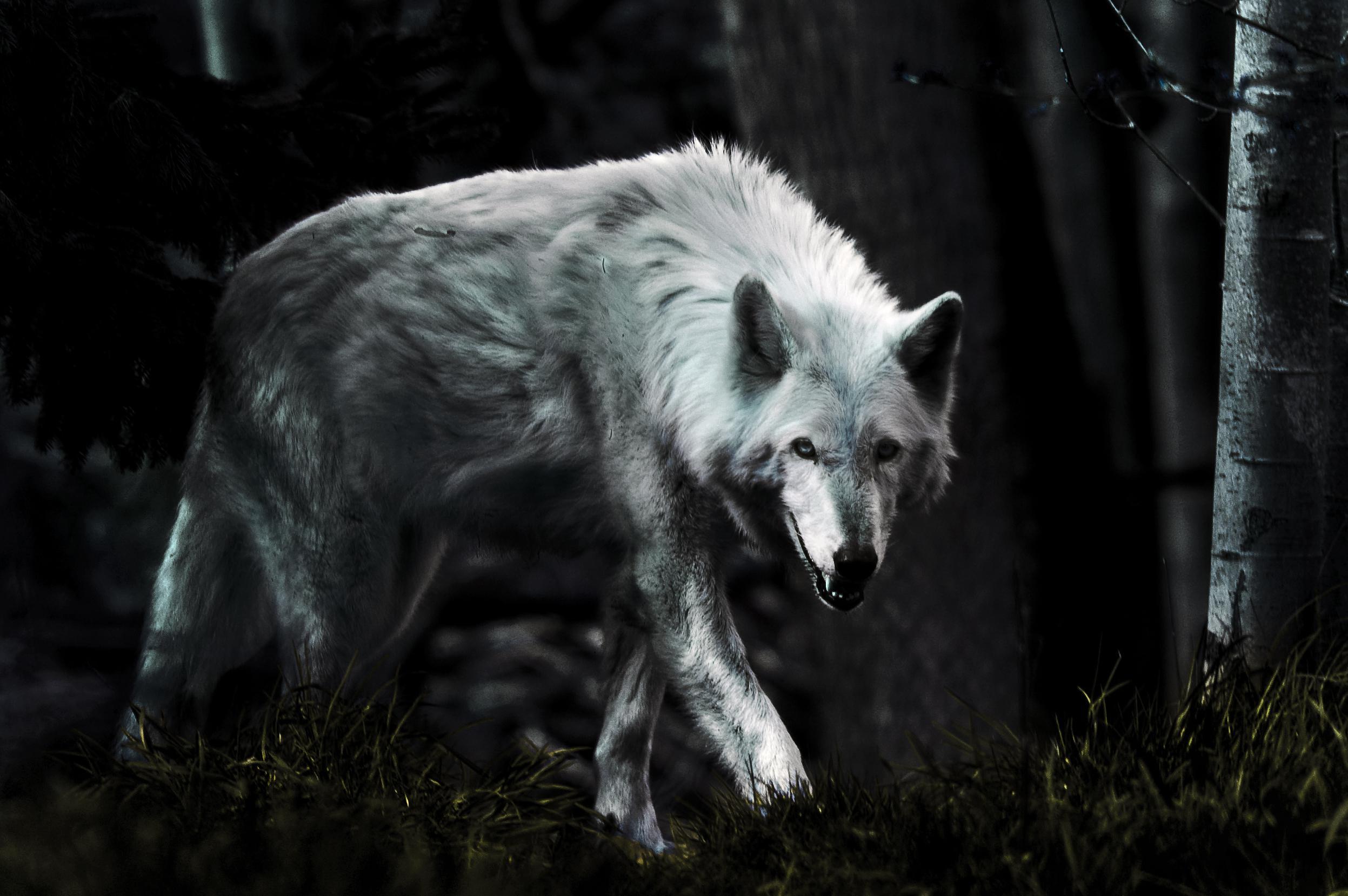 White Wolf 4K Ultra HD Background Wallpaper.com