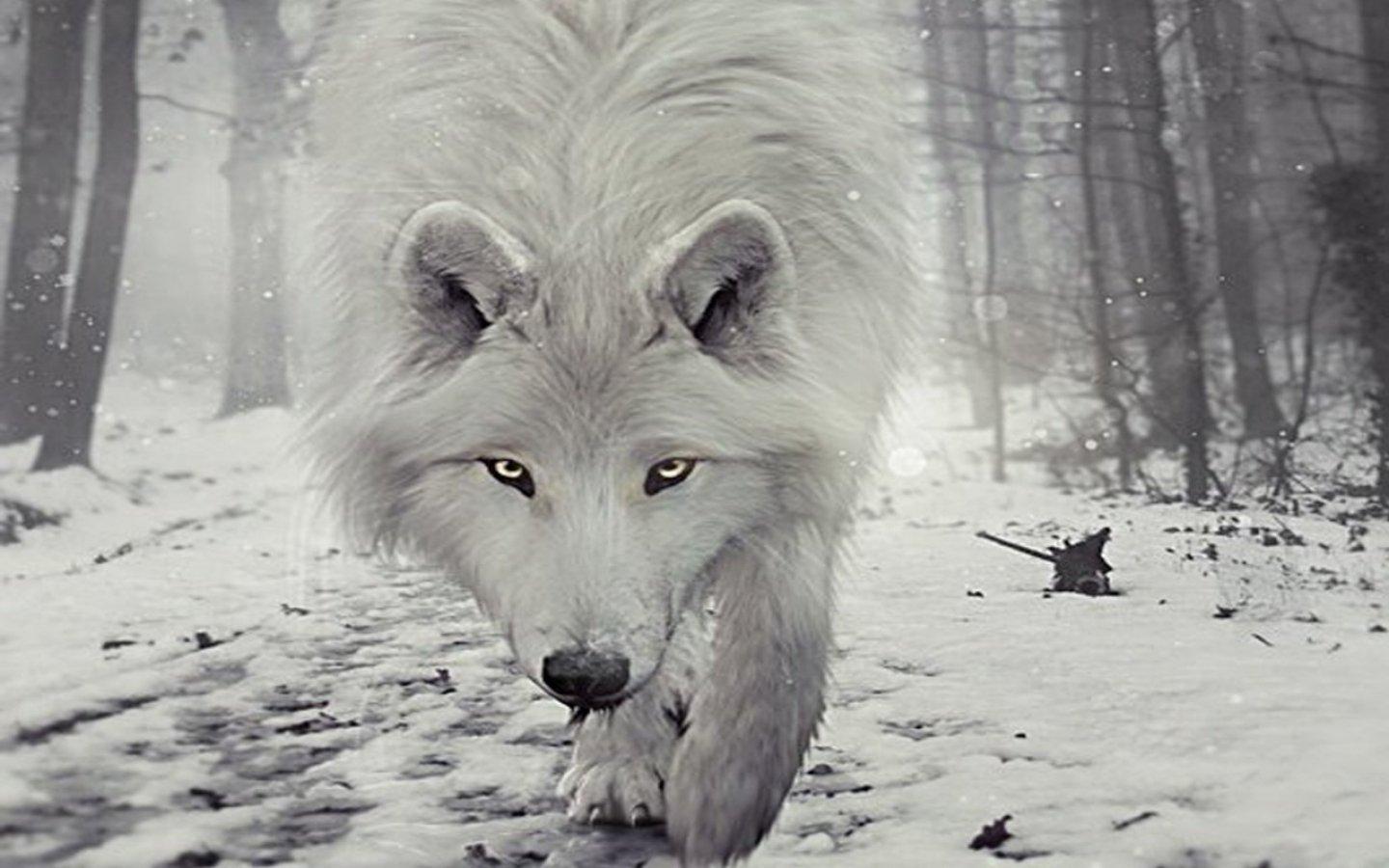 Black And White Wolf Wallpaper 18 X 900