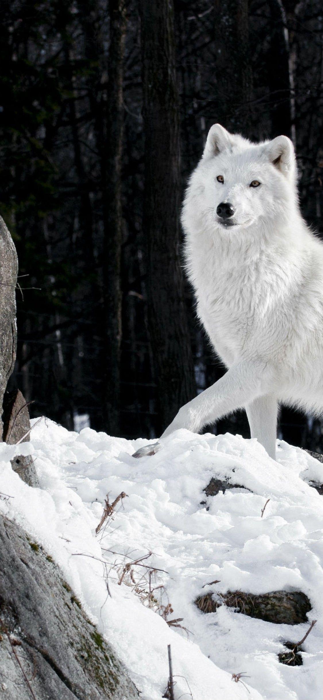 Download 1125x2436 White Wolf, Majestic, Winter, Rock, Snow