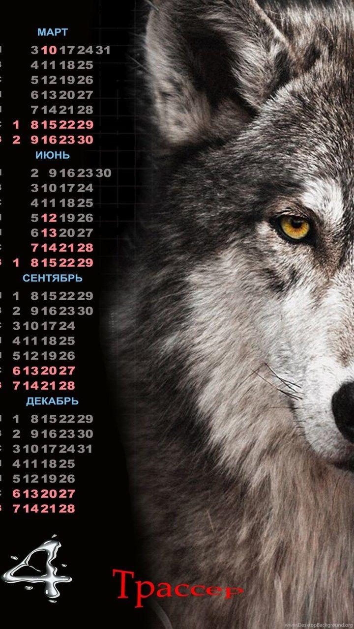 Lone Wolf Wallpaper Quote Wallpaper Directory