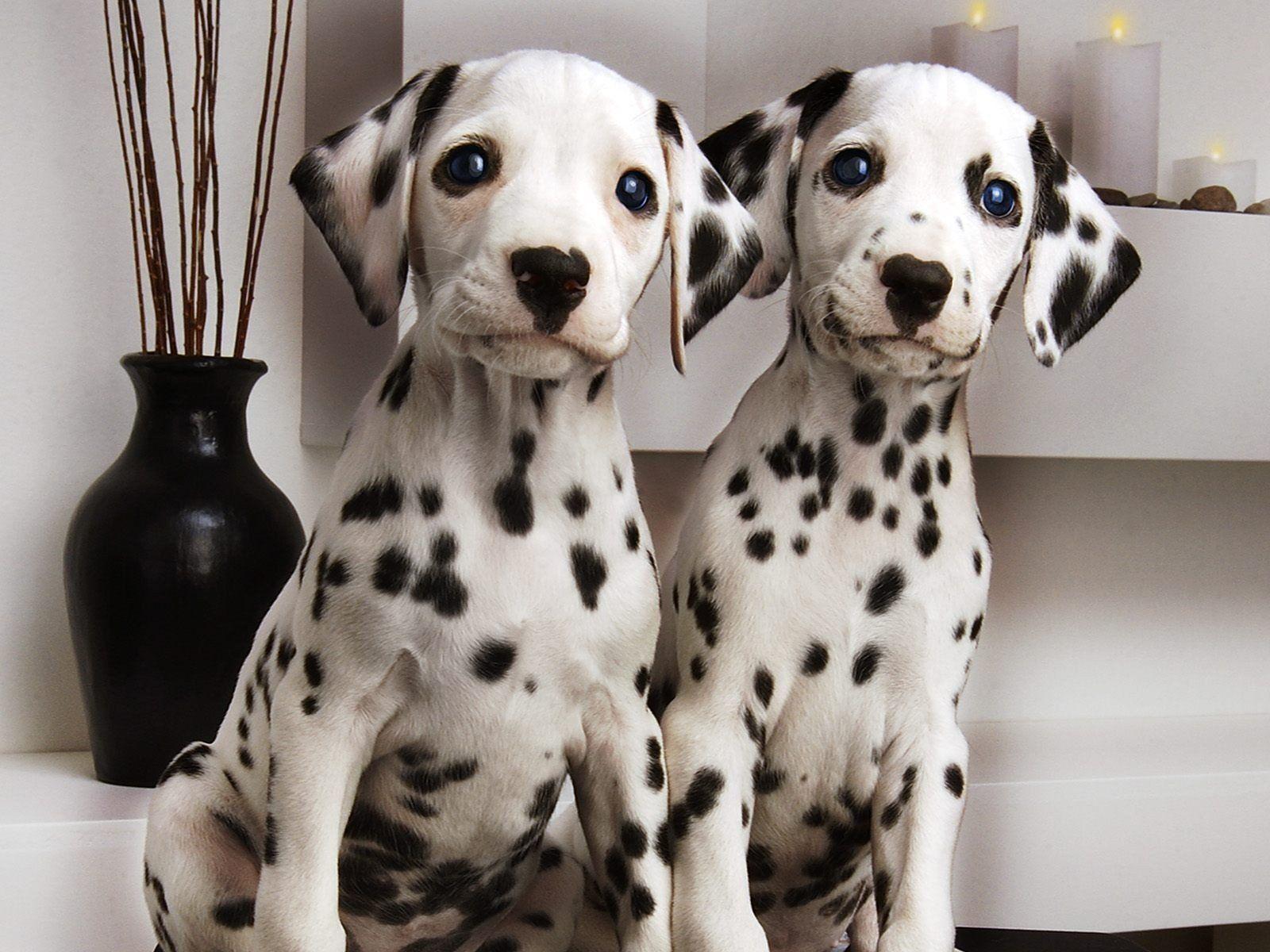 dalmatians the pair vase HD wallpaper