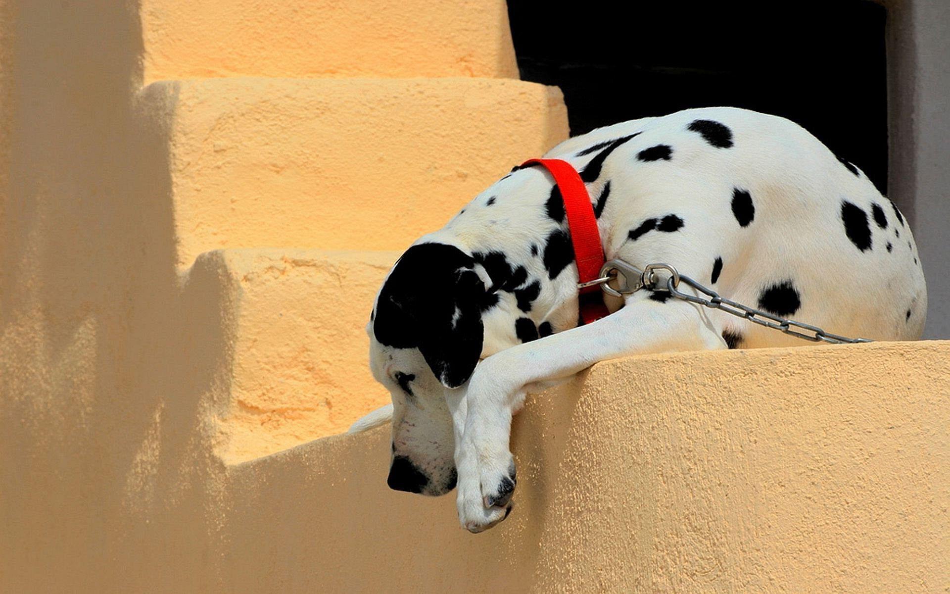 dalmation dog photo. Dalmatian Dog Wallpaper Picture Photo