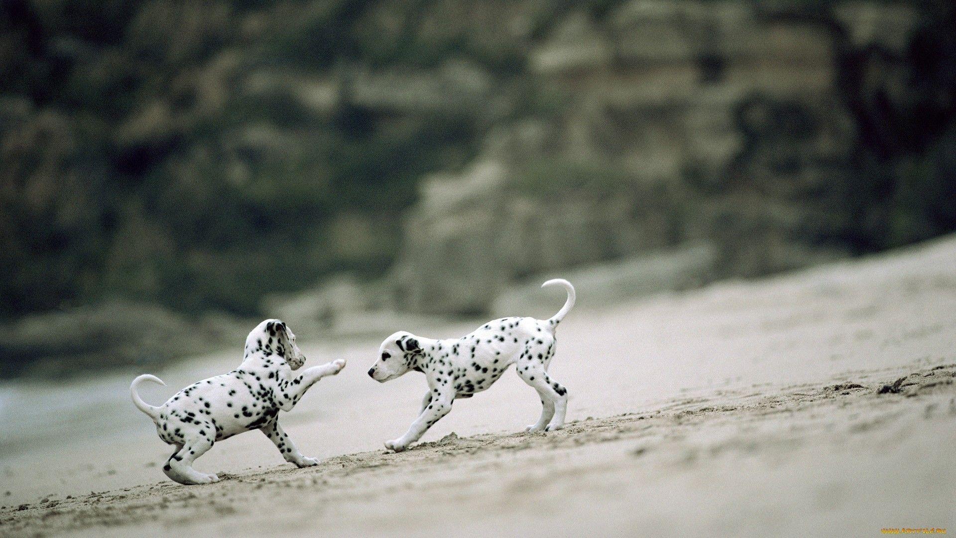 Dalmatian Wallpaper, Picture, Image