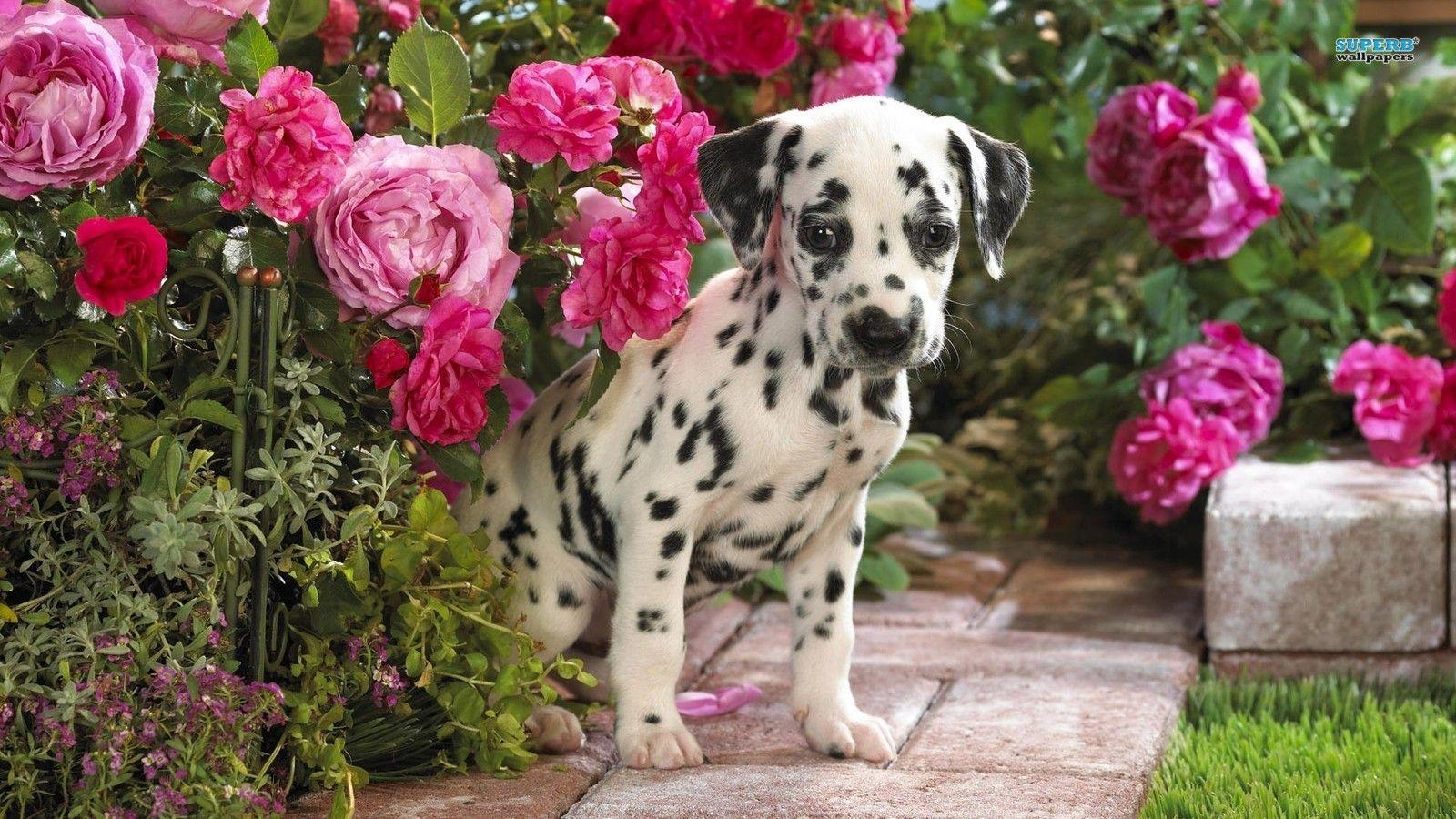 Dogs image Dalmatian HD wallpaper and background photo