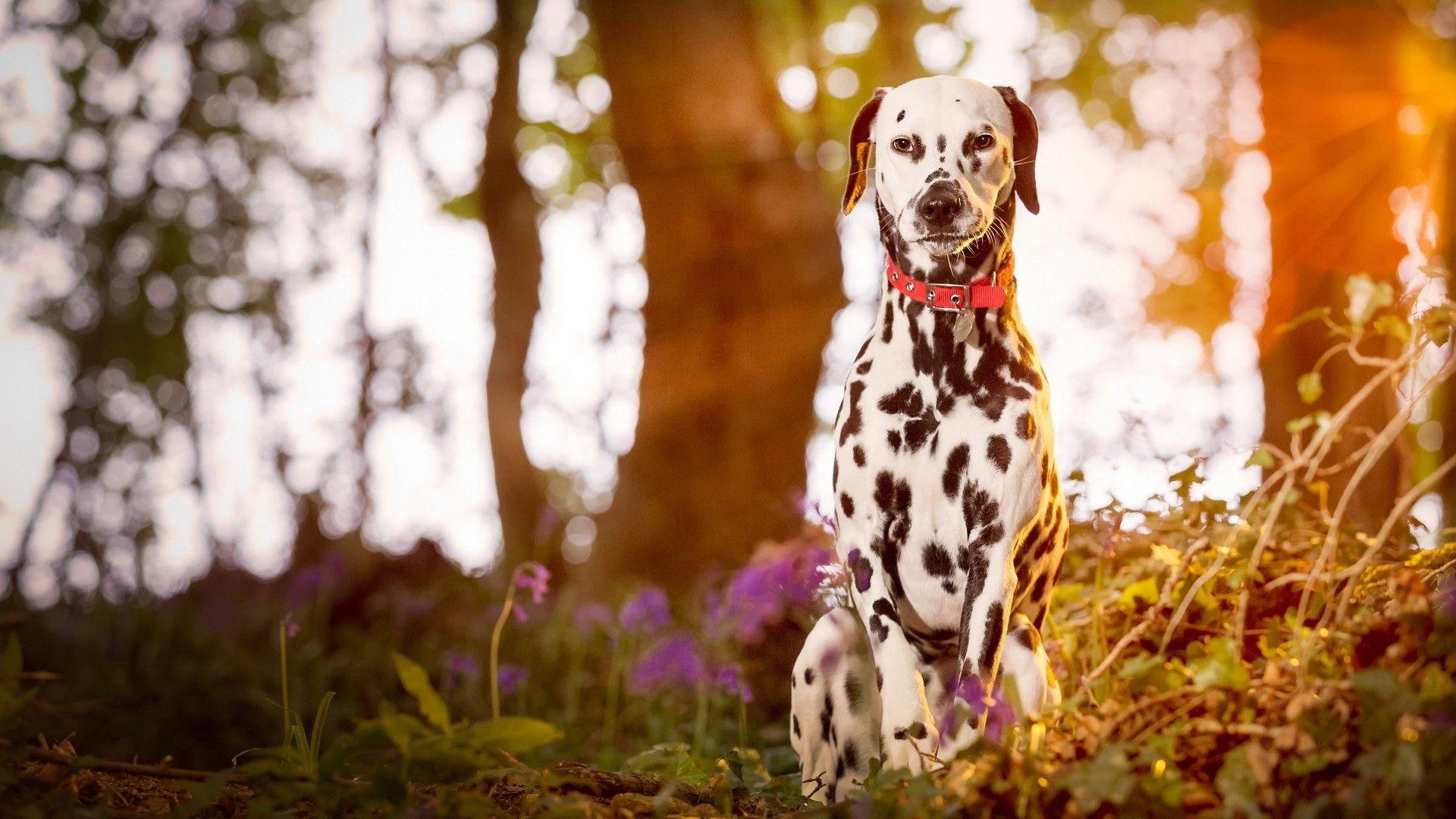 Dalmatians Wallpapers - Wallpaper Cave