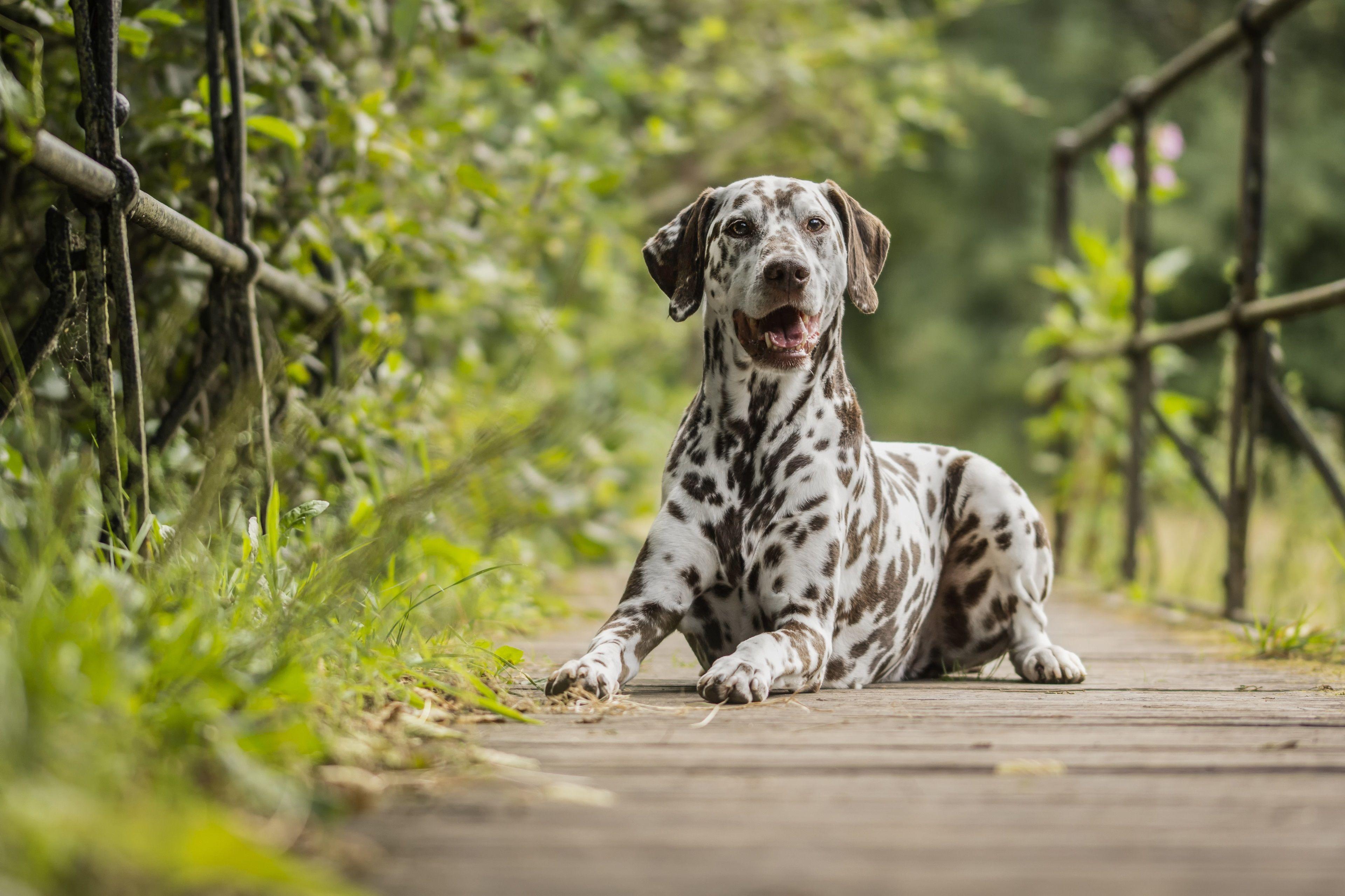 Dalmatians Wallpapers - Wallpaper Cave