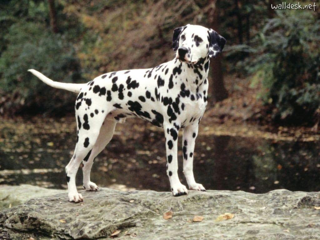 Dalmatian Wallpaper Lovely Dalmatian Dog HD Resimkoy Desktop Background