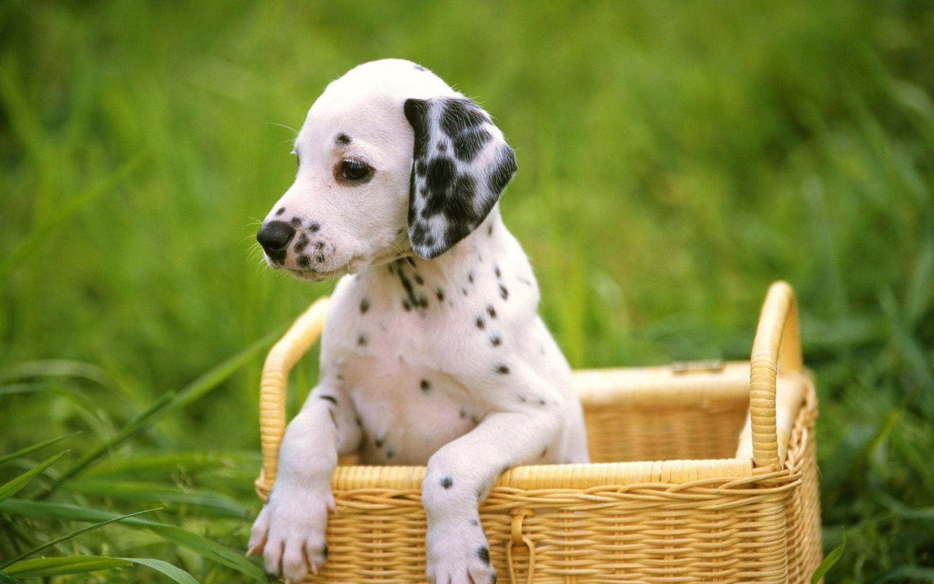 Dalmatian Wallpaper