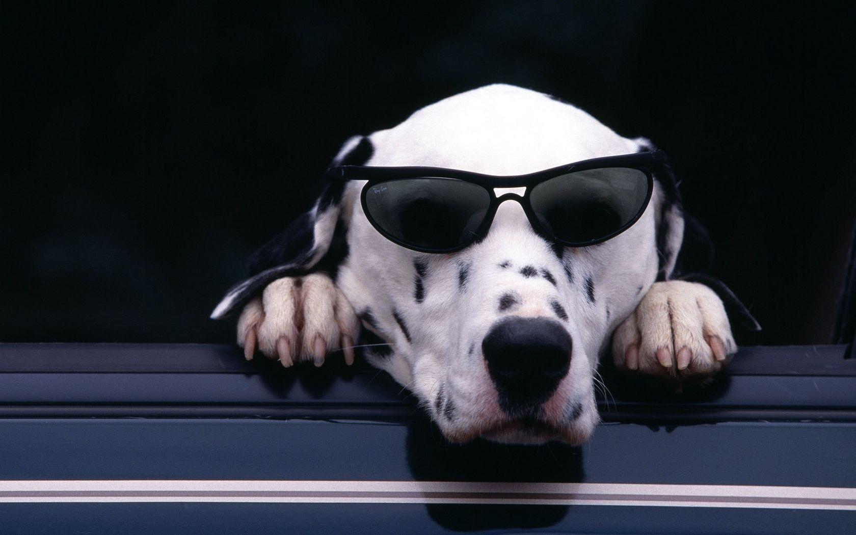 Download wallpaper 1680x1050 dalmatian, face, sunglasses, dog