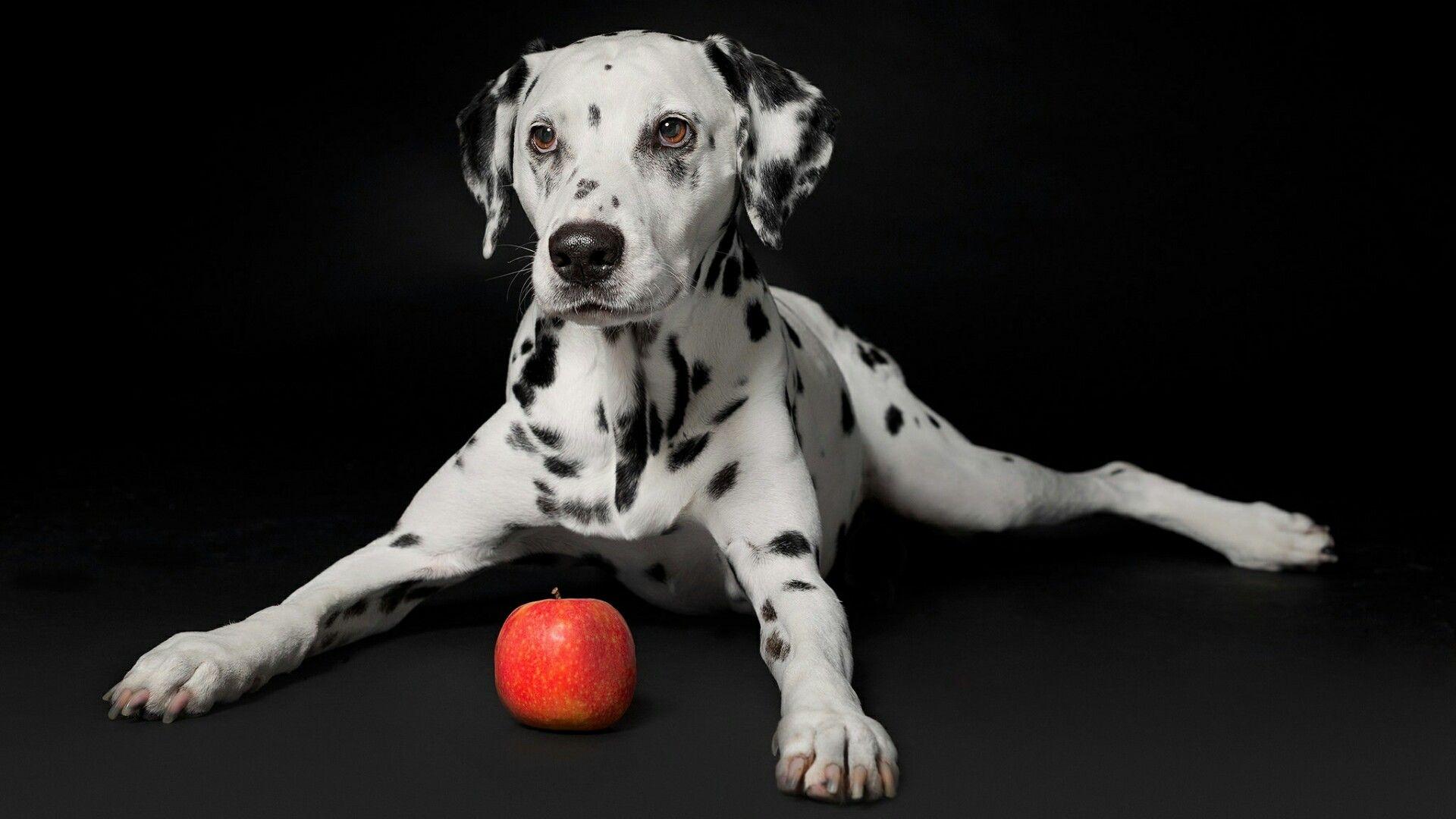 Dalmatian Dog With An Apple On Balck Background HD Wallpaper