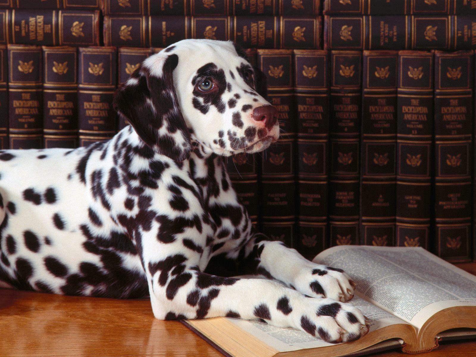 Dalmatian Wallpaper 33055. Best Free Desktop HD Wallpaper