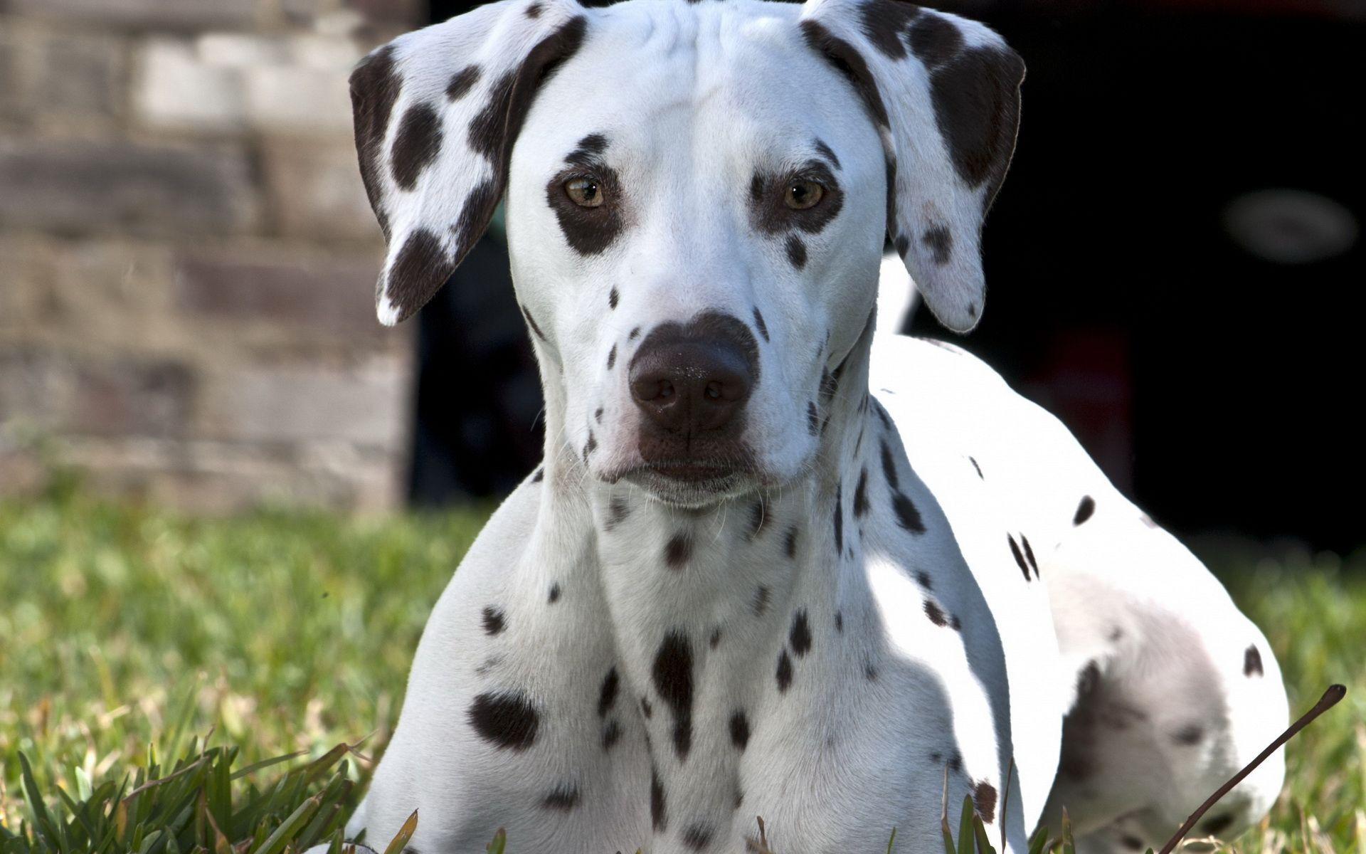 Dalmatian Wallpaper 15 X 1200