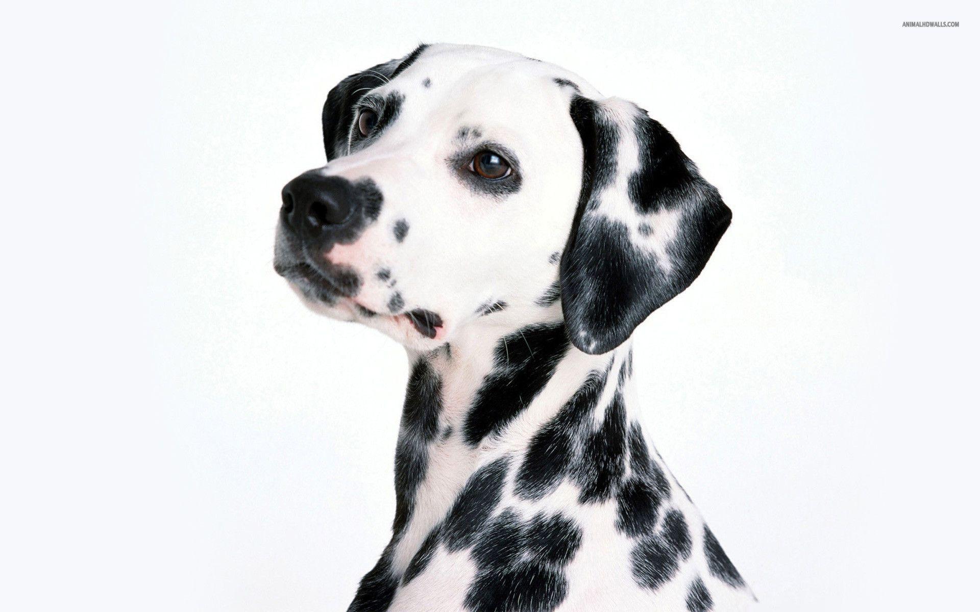 Dalmatian Wallpaper Deskx768