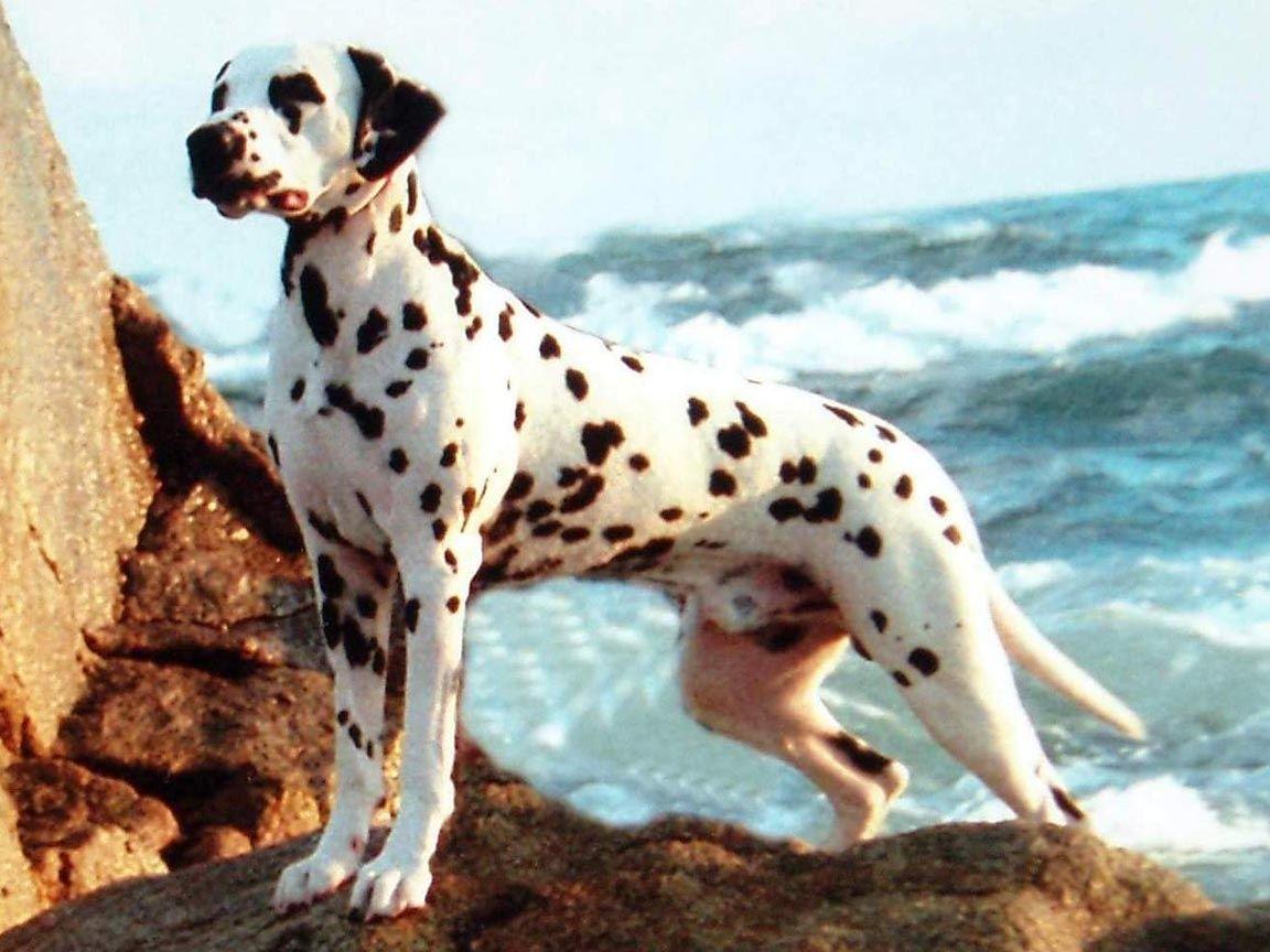 Download Dalmatian Dog HD Wallpaper Wallpaper Image