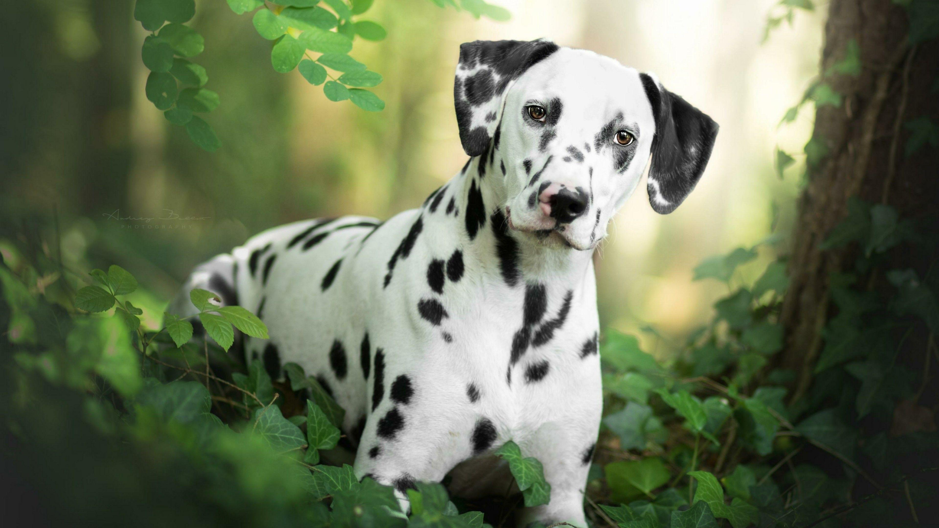 Dalmatians Wallpapers - Wallpaper Cave