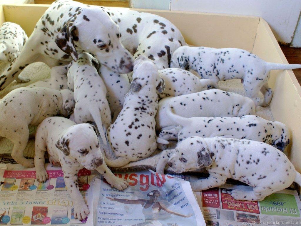 Mom And Puppies Dalmatians Wallpaper Desktop Background
