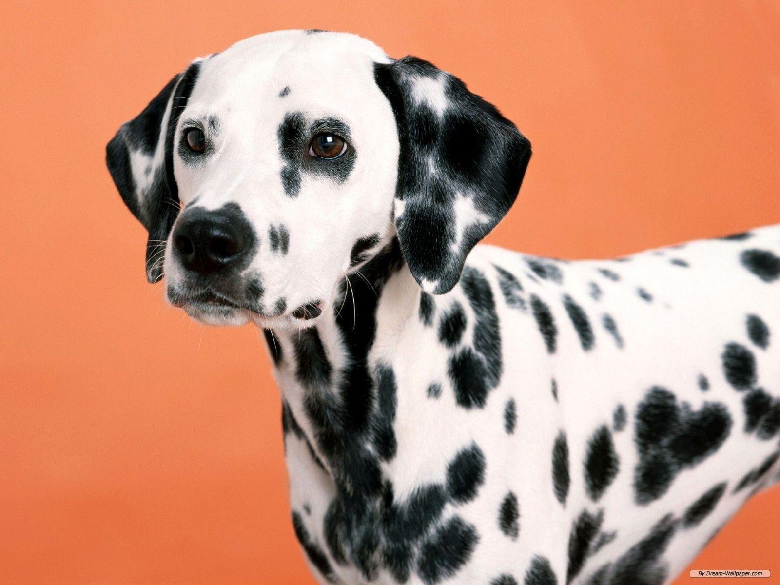 Dalmation Wallpaper