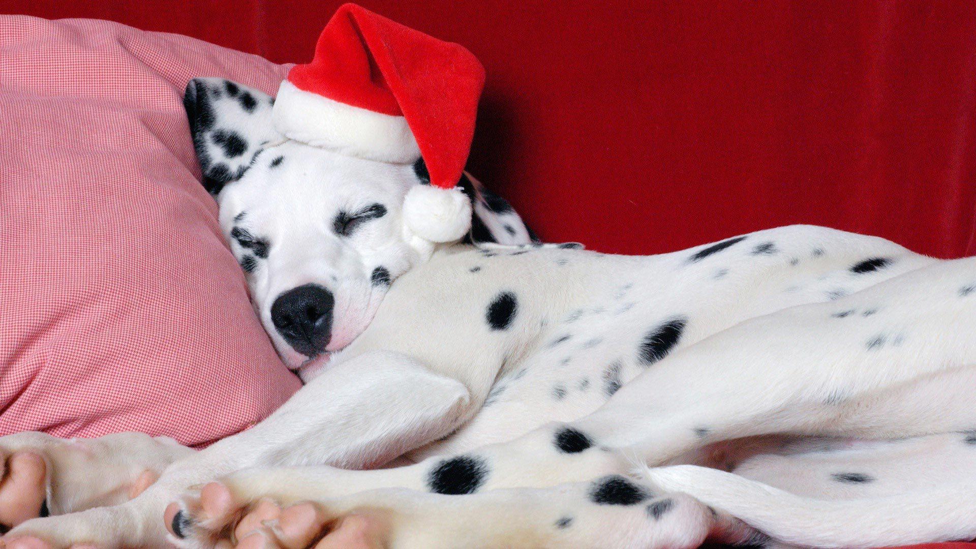 Dalmatian in christmas Desktop wallpaper 1280x1024