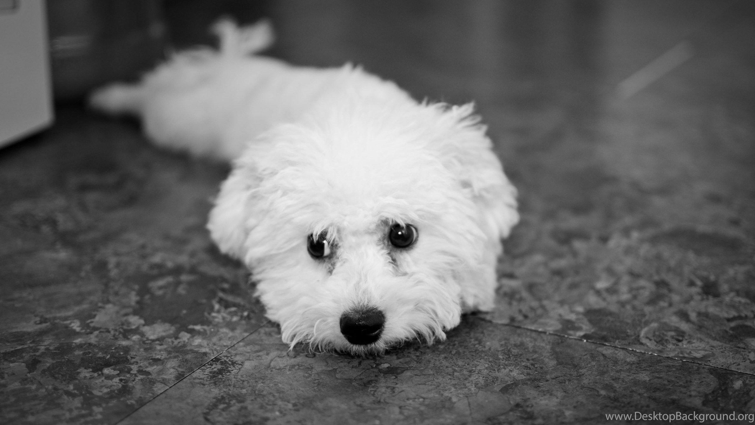 Dog Breed Bichon Frise On The Floor At Home Wallpaper And Image