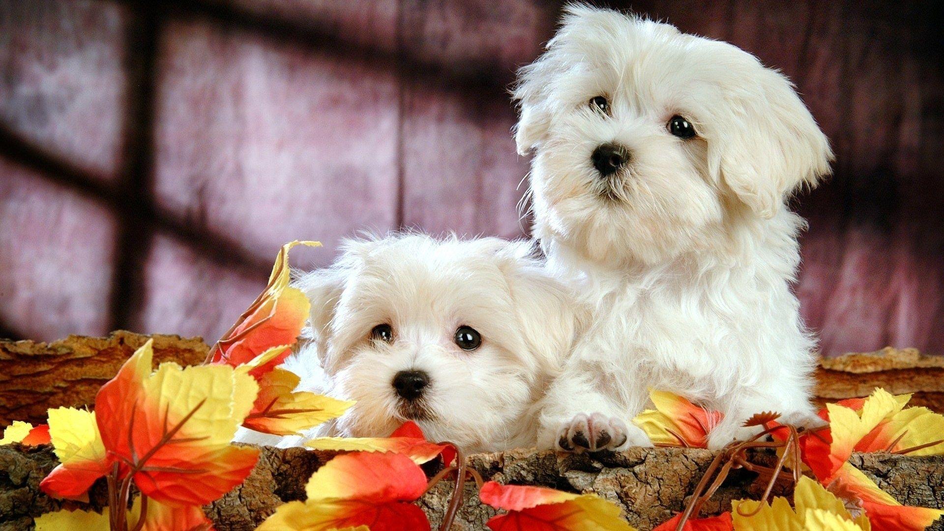 Cute Bichon Puppies HD Desktop Wallpaper. HD Desktop Wallpaper