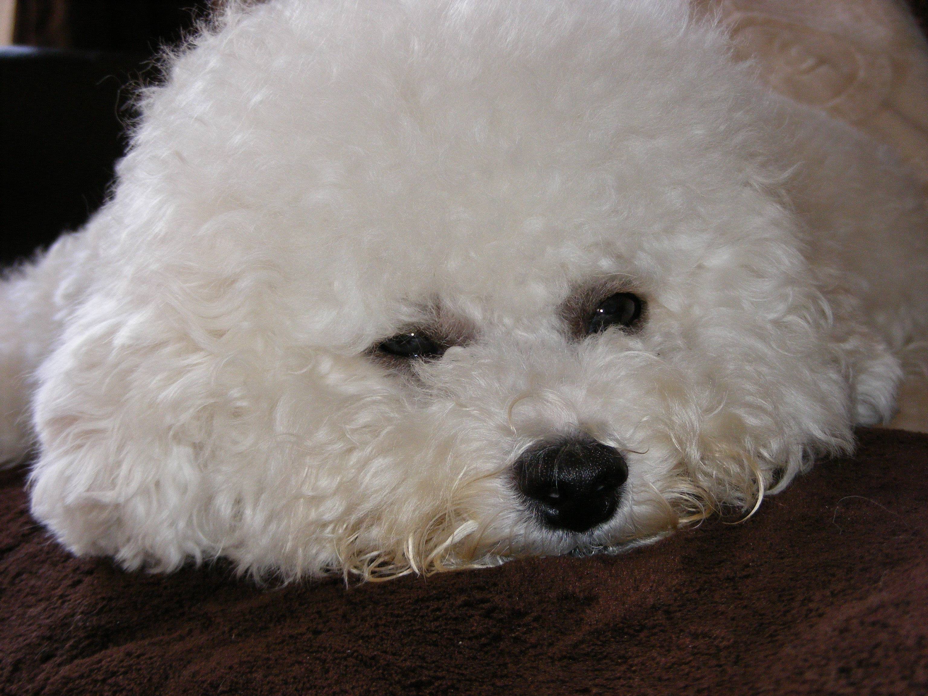 Sad dog breed Bichon Frise wallpaper and image